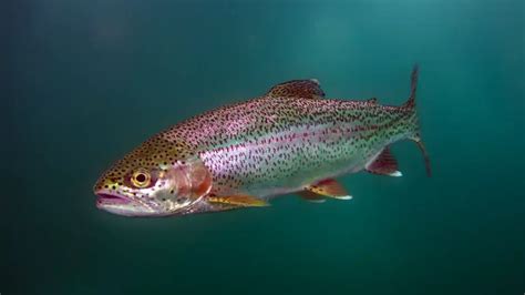 Rainbow Trout | A Comprehensive Species Guide - Wired2Fish