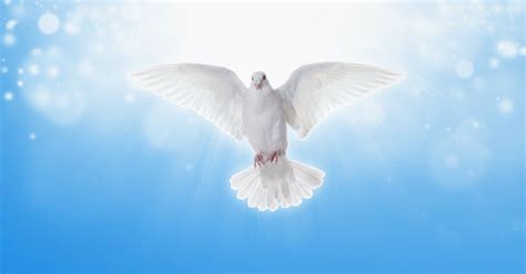 Why Is the Dove Often a Symbol for the Holy Spirit?