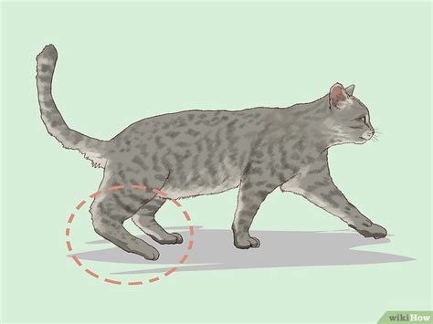 How to Spot Feline Diabetes