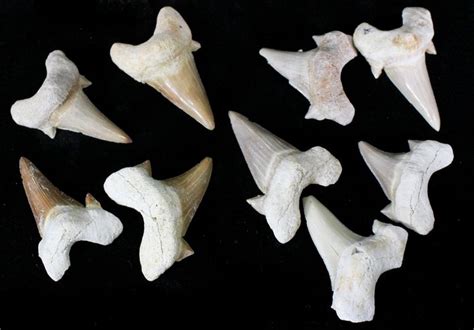 Bulk Fossil Otodus Shark Teeth - 10 Pack - Photo 1