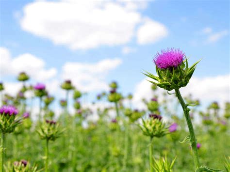 Milk Thistle: 10 Side Effects of Milk Thistle