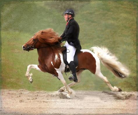 ...sometimes they fly like the wind! Icelandic horse in a classic tolt ...