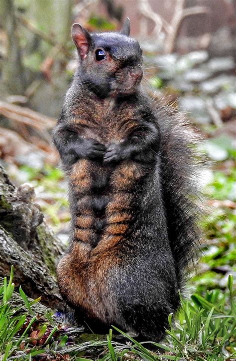 Black squirrel shows off a six pack in picture taken in Baldock | Metro ...