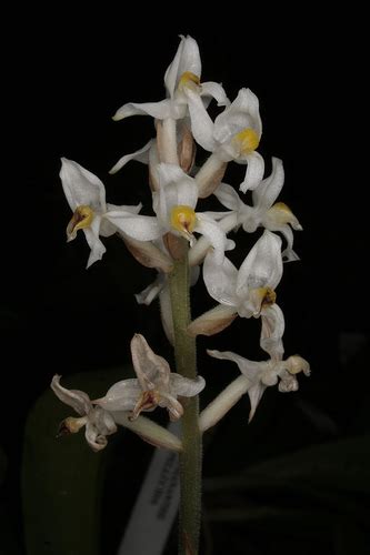 Ludisia discolor - Orchids Wiki