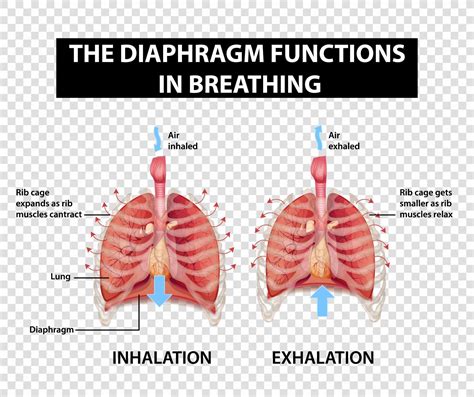 Diagram showing diaphragm functions in breathing 2747522 Vector Art at ...