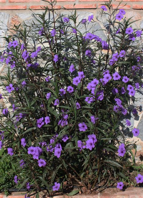 Ruellia brittoniana | Purple plants, Planting flowers, Plants