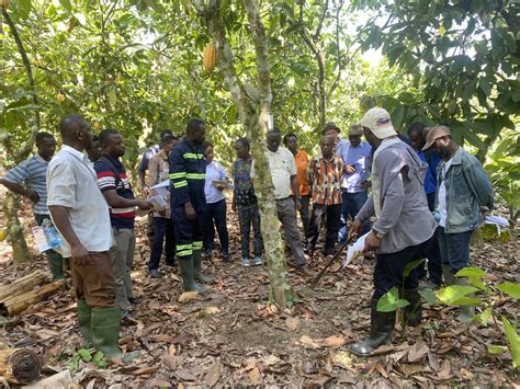 CSIR-SRI pilots remote sensing for fertilizer application on cocoa ...