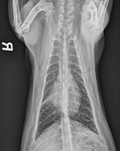 Feline Asthma | Clinician's Brief