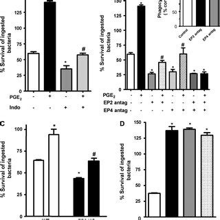 Role of endogenous prostanoids and specific E prostanoid (EP) receptors ...