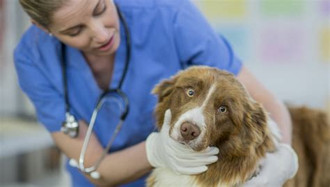 Fibrosarcoma In Dogs: Symptoms, Causes, & Treatments - DogTime