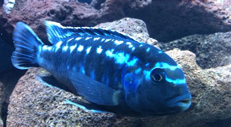 Johannii Cichlid from Lake Malawi, Africa | African cichlids, Cichlids ...