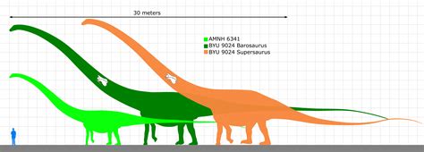 Barosaurus size comparison (SPECULATIVE) by koprX on DeviantArt