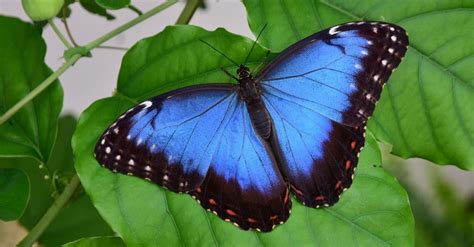 10 Rarest Butterflies In The World - A-Z Animals