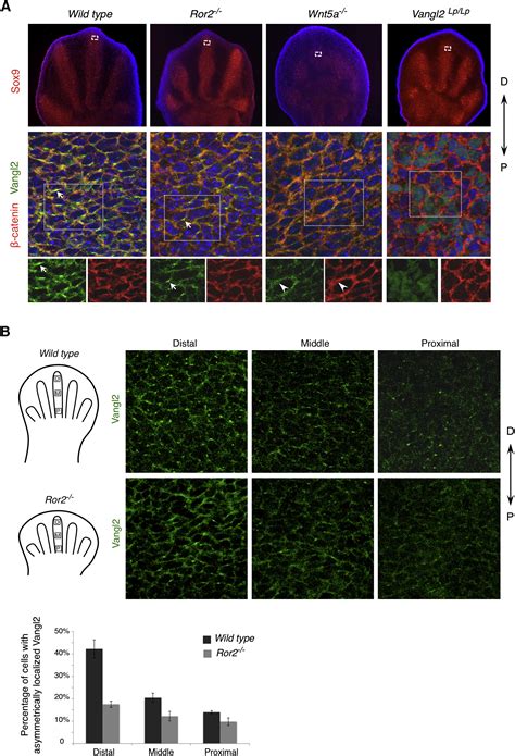 Wnt Signaling Gradients Establish Planar Cell Polarity by Inducing ...