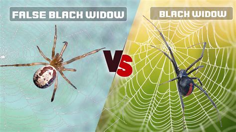 False Black Widow vs Black Widow: What Are Differences?