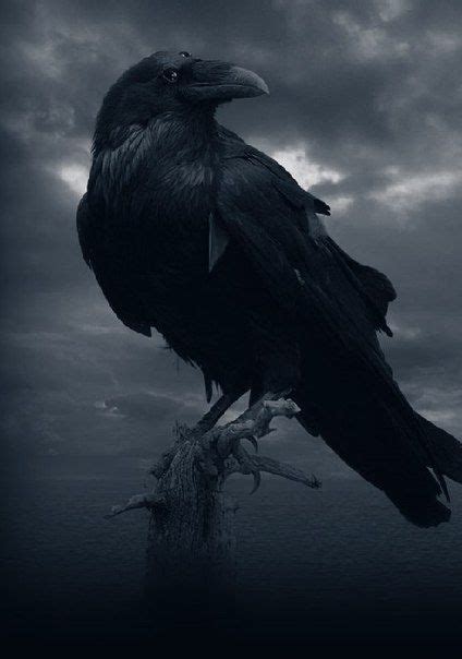 raven spirit animal Raven And Wolf, Quoth The Raven, Raven Bird, Dark ...