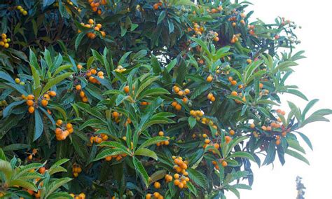 Eriobotrya japonica 'Loquat Tree' 10" Pot - Hello Hello Plants & Garden ...