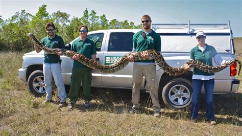 Burmese Python Facts and Pictures | Reptile Fact