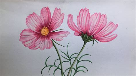 color Pencil Art Drawings Easy Flower - Uketsyseller