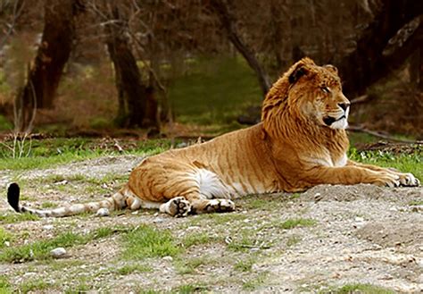 10 Animal Cross Breeds That Will Blow Your Mind Away. The Liger or ...