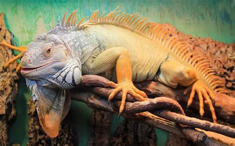 Fascinating Insights into Iguanas: Exploring Their Diet, Habitat and ...