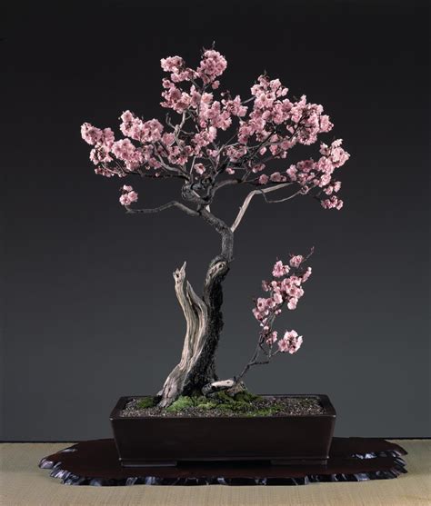 Top Best Plants For Indoor Bonsai Full - Hobby plan