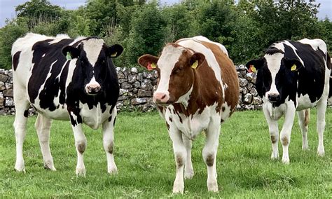 Holstein cattle | David Clarke Livestock