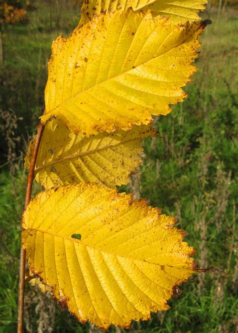 The American Elm: The Comeback Kid | LEAF | Local Enhancement ...