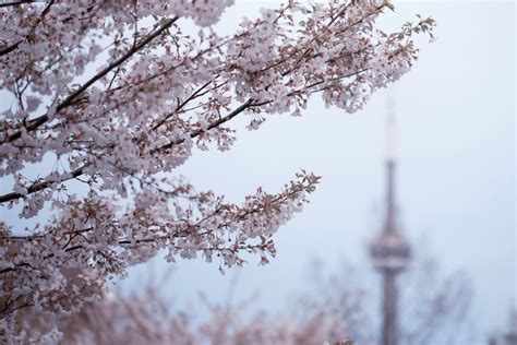 Rogers helps bring High Park Cherry Blossoms to your home – virtually ...