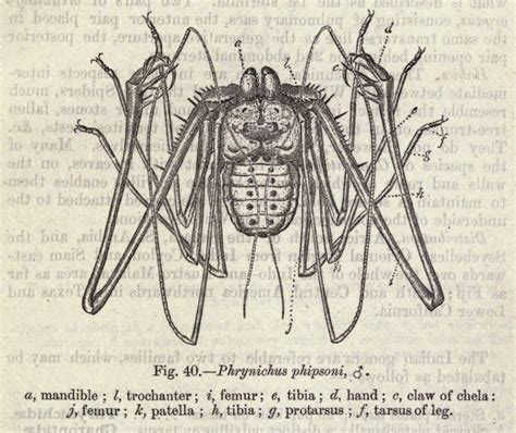 Biodiversity Heritage Library: Exploring Arachnids with Harry Potter ...