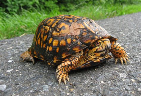 How to Create a Perfect Box Turtle Habitat in Detail