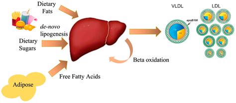 Nutrients | Free Full-Text | Dysregulation of Lipid and Glucose ...