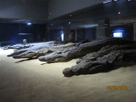 Mummified crocodiles found around the temple of Kom Ombo Egypt. They ...