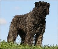 Bouvier des Flandres - Races de chiens | Faits et traits de ...