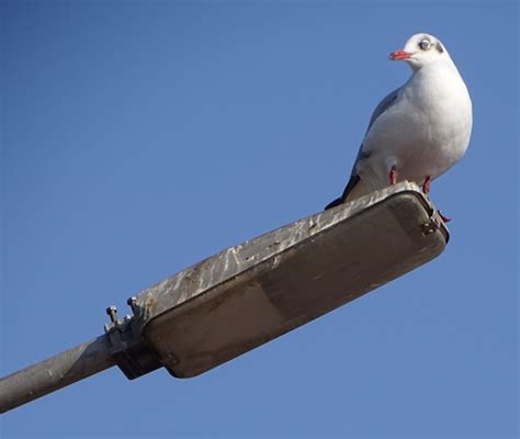 Brown headed Gull | BirdForum