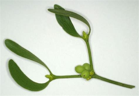 Mistletoe facts from a Smithsonian botanist | Smithsonian Insider