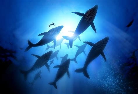 Amazing and Interesting Blue Whale Facts for Kids