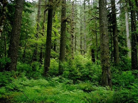 The different types of forests: everything you need to know