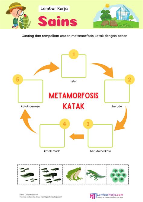 metamorfosis katak Archives - LembarKerja.Com