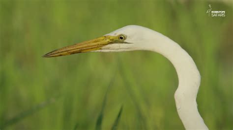 Safari Diaries: Egret vs Heron - YouTube