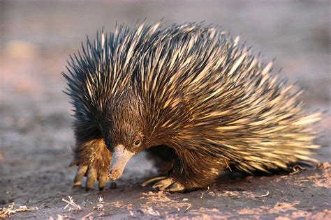 Where are 'captive-bred' echidnas coming from?