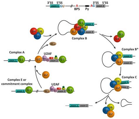 Genes | Special Issue : Therapeutic Alternative Splicing: Mechanisms ...