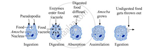 Describe the Process of Nutrition in Amoeba. Draw Labelled Diagrams to ...