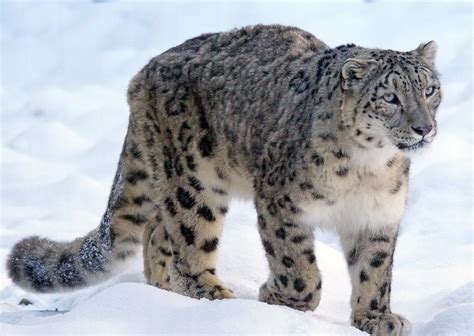 10 Best National Parks to Spot Snow Leopards in India | WildlifeZones