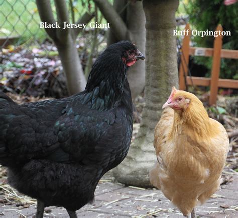 Jersey Giant Chicken Size Comparison | ppgbbe.intranet.biologia.ufrj.br