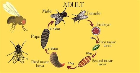 Fruit Flies Life Cycle