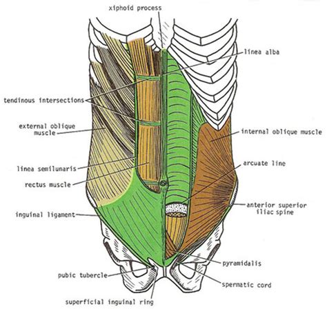 Arcuate Line Abdomen