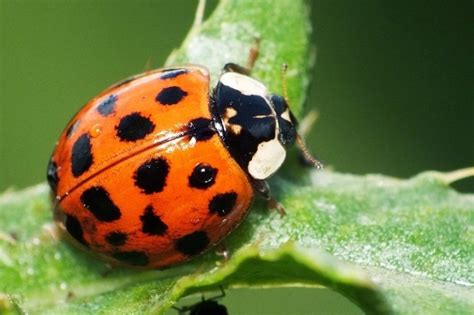 Ladybugs Facts, Types, Lifespan, Classification, Habitat, Pictures