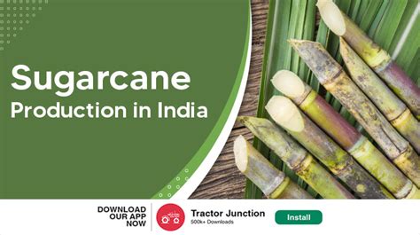 Sugarcane: Production Systems, Uses And Economic Importance ...