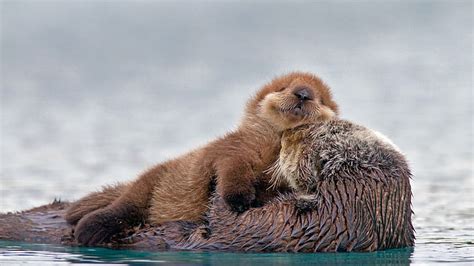 Aggregate 82+ cute otter wallpaper best - in.coedo.com.vn